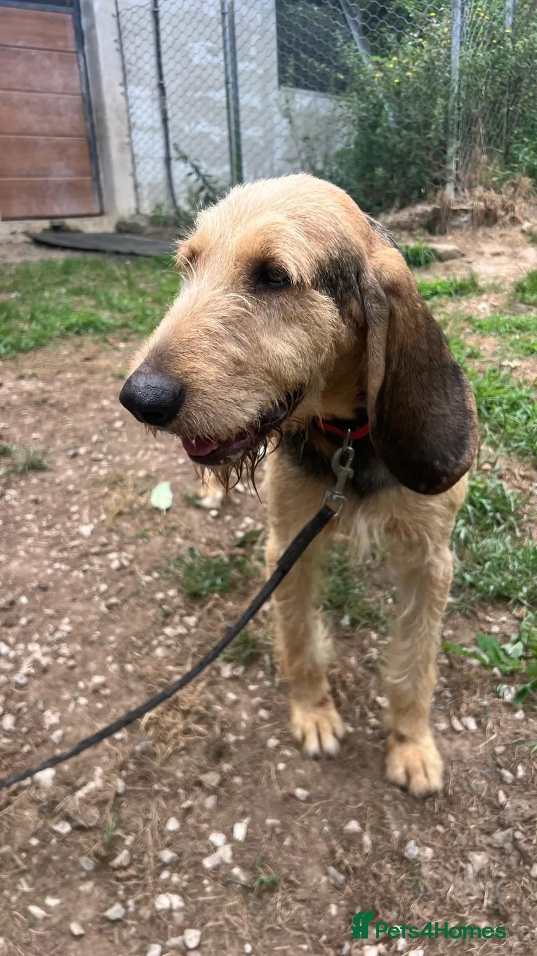 Korthals Griffon dogs for adoption: Chicu in New Romney - Advert 2