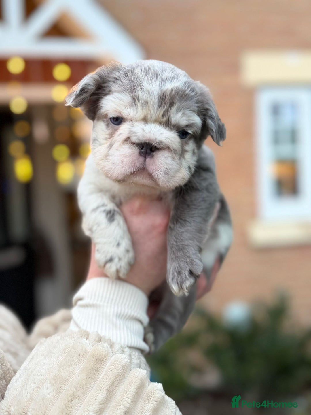 French Bulldog dogs for sale: 5 beautiful fluffy French bulldogs  - Advert 1