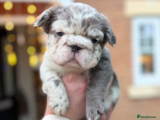 French Bulldog dogs 5 beautiful fluffy French bulldogs - Advert 13