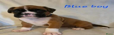 Boxer 1