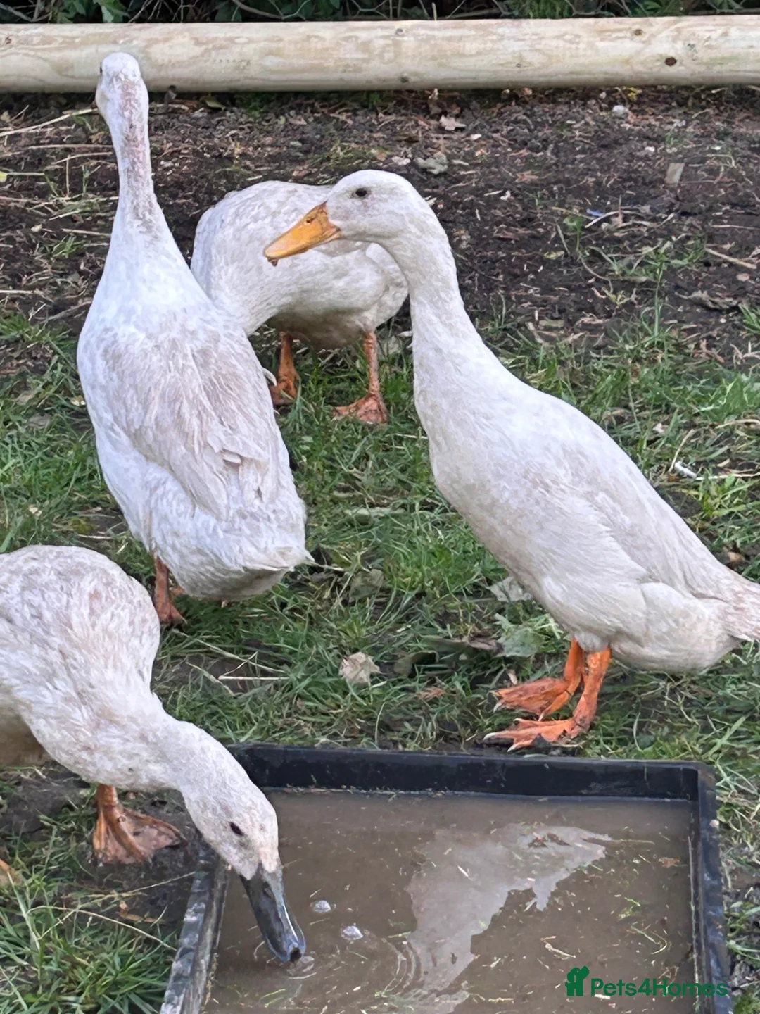 Ducks poultry for sale: 3 female 1 male runner ducks  - Advert 1