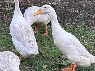 Ducks poultry 3 female 1 male runner ducks - Advert 5