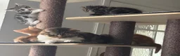 Scottish Fold cats for sale: Adorable kittens - Advert 4