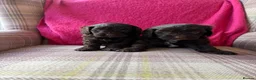 Cavapoo dogs for sale: Genetically health tested chocolate Cavapoos  - Advert 5