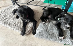 Mixed Breed dogs for sale: 2 playful Labrador puppies - Image 6