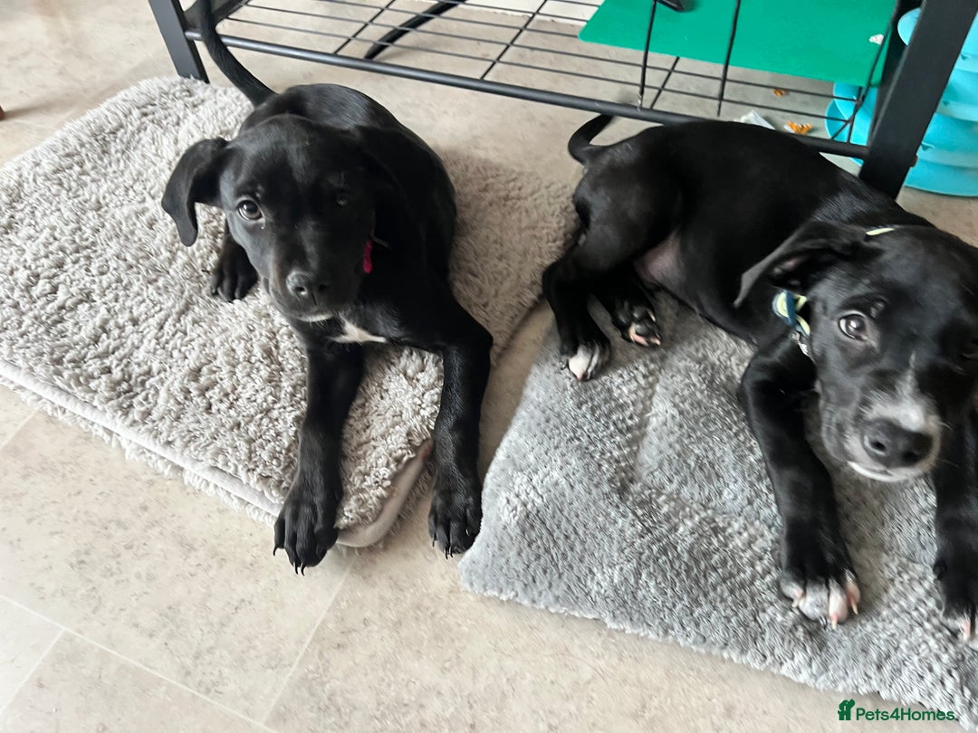 Mixed Breed dogs for sale: 2 playful Labrador puppies - Image 6