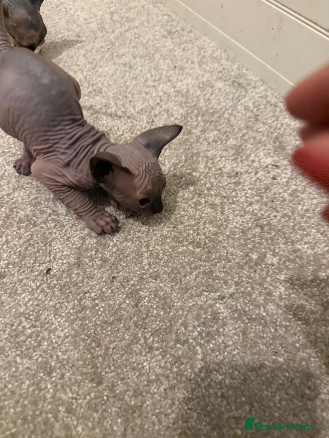 Sphynx cats for sale: Sphynx kittens tica registered Ticket - Advert 10
