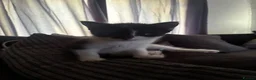 Mixed Breed cats for sale: Kittens looking for there forever homes in Farnham - Advert 2