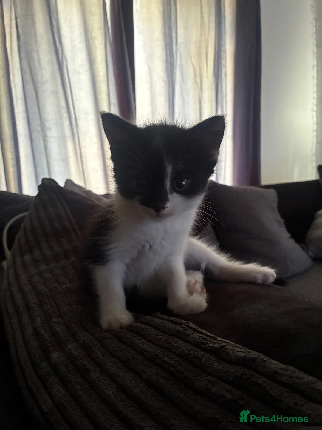 Mixed Breed cats for sale: Kittens looking for there forever homes in Farnham - Advert 2