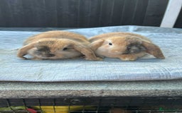 Mini Lop rabbits for sale: Pure mini lops  - Image 1