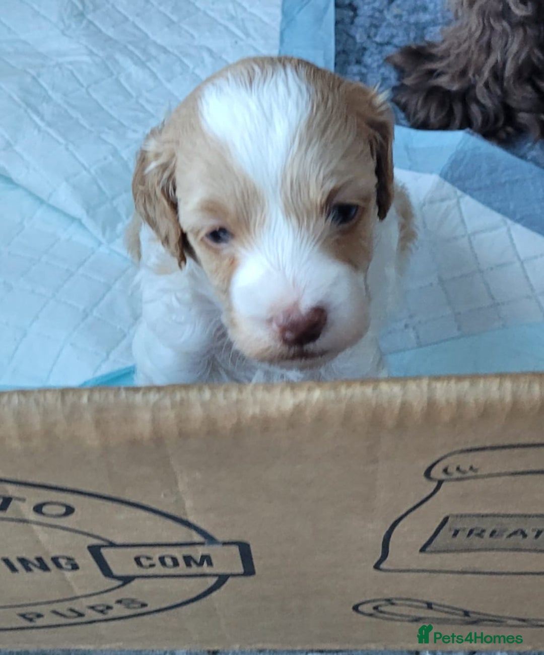 Cockapoo dogs for sale: Cockerpoo puppies for sale  - Advert 2