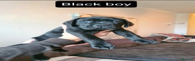 Black boy