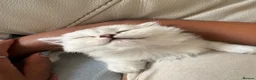 Scottish Fold cats for sale: Gorgeous Scottish fold kittens in London - Advert 10