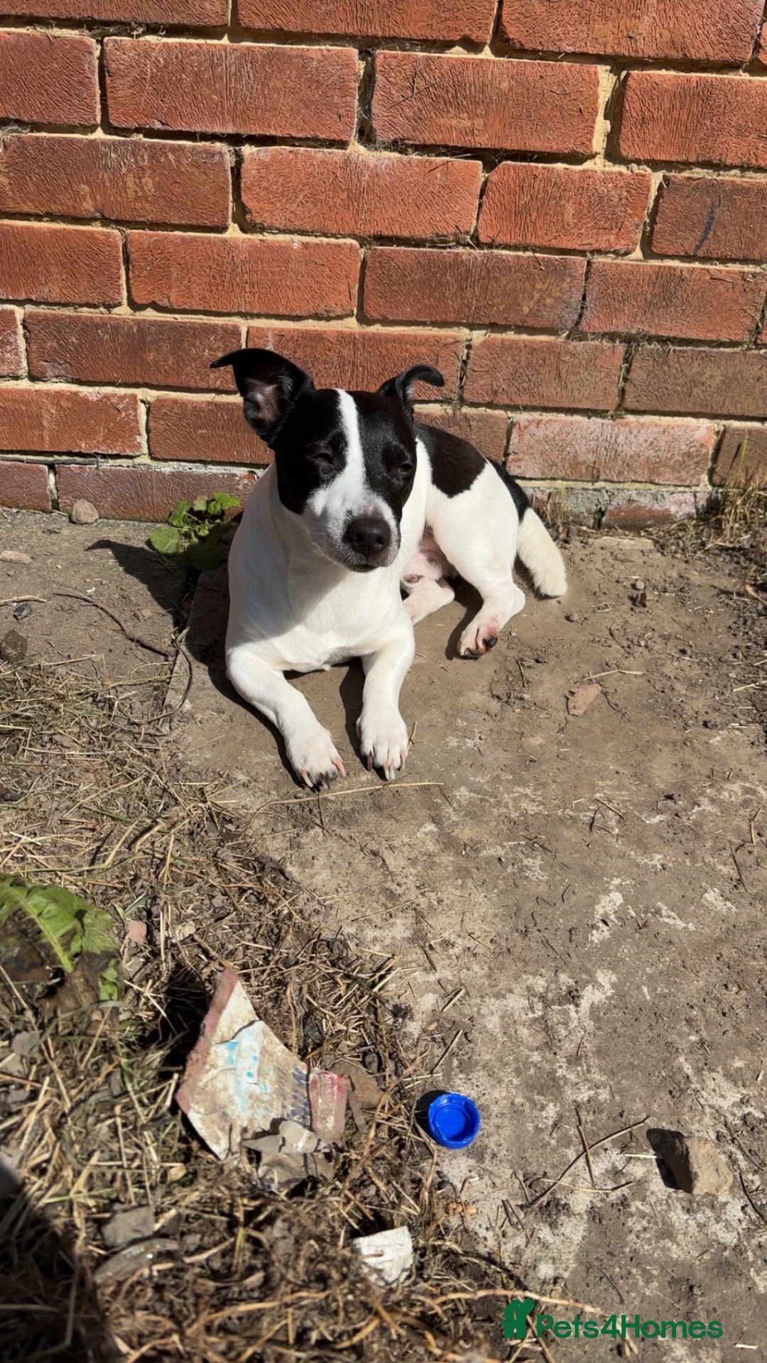 Jack Russell dogs for stud: Male Jack Russell in Normanton - Advert 5