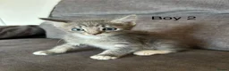 Mixed Breed cats for sale: Stunning kittens available ready now  - Advert 9
