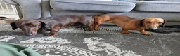 Miniature Dachshund dogs for sale: MINI DACHSHUND PUPS. PRA CLEAR.  - Advert 26