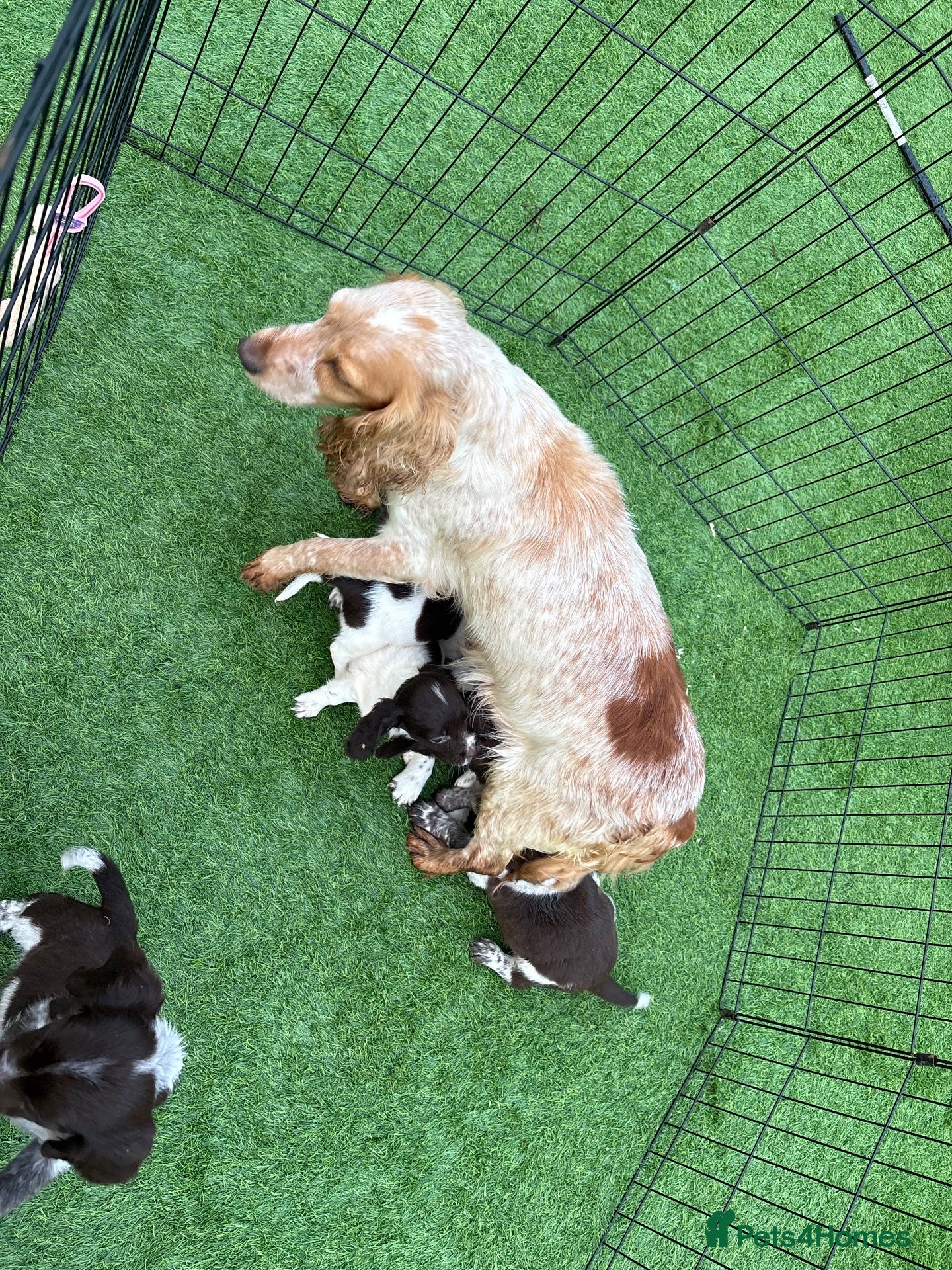 Sprocker dogs Sprocker spaniel puppies - Advert 1