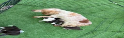 Sprocker dogs for sale: Sprocker spaniel puppies - Advert 1