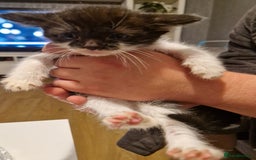 Mixed Breed cats for sale: £50 for a pair READY NOW 8 week old kittens - Image 5