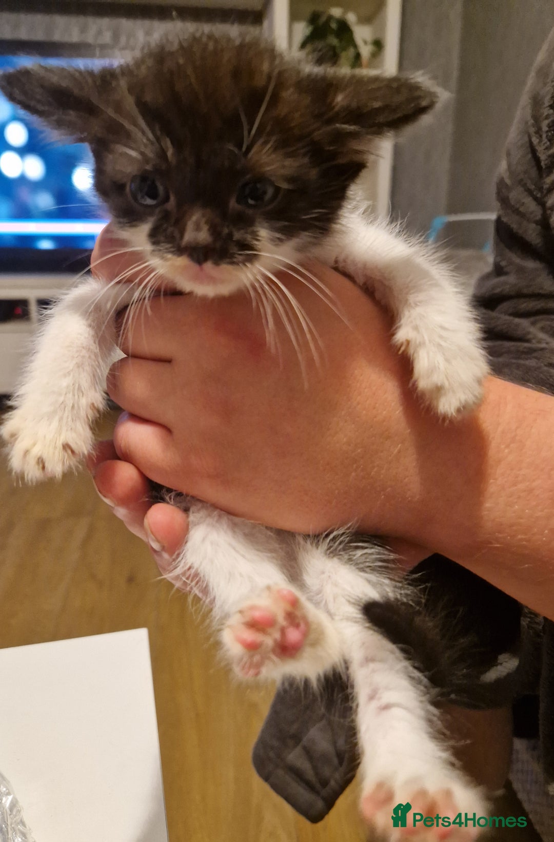 Mixed Breed cats for sale: £50 for a pair READY NOW 8 week old kittens - Image 5