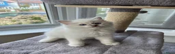 Ragdoll cats for sale: Beautiful Ragdoll Pedigree kittens - LAST BOY LEFT - Advert 10