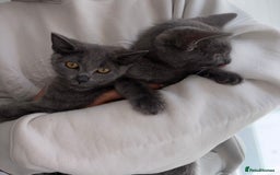 Mixed Breed cats for sale: 2 Grey Kittens  - Image 5