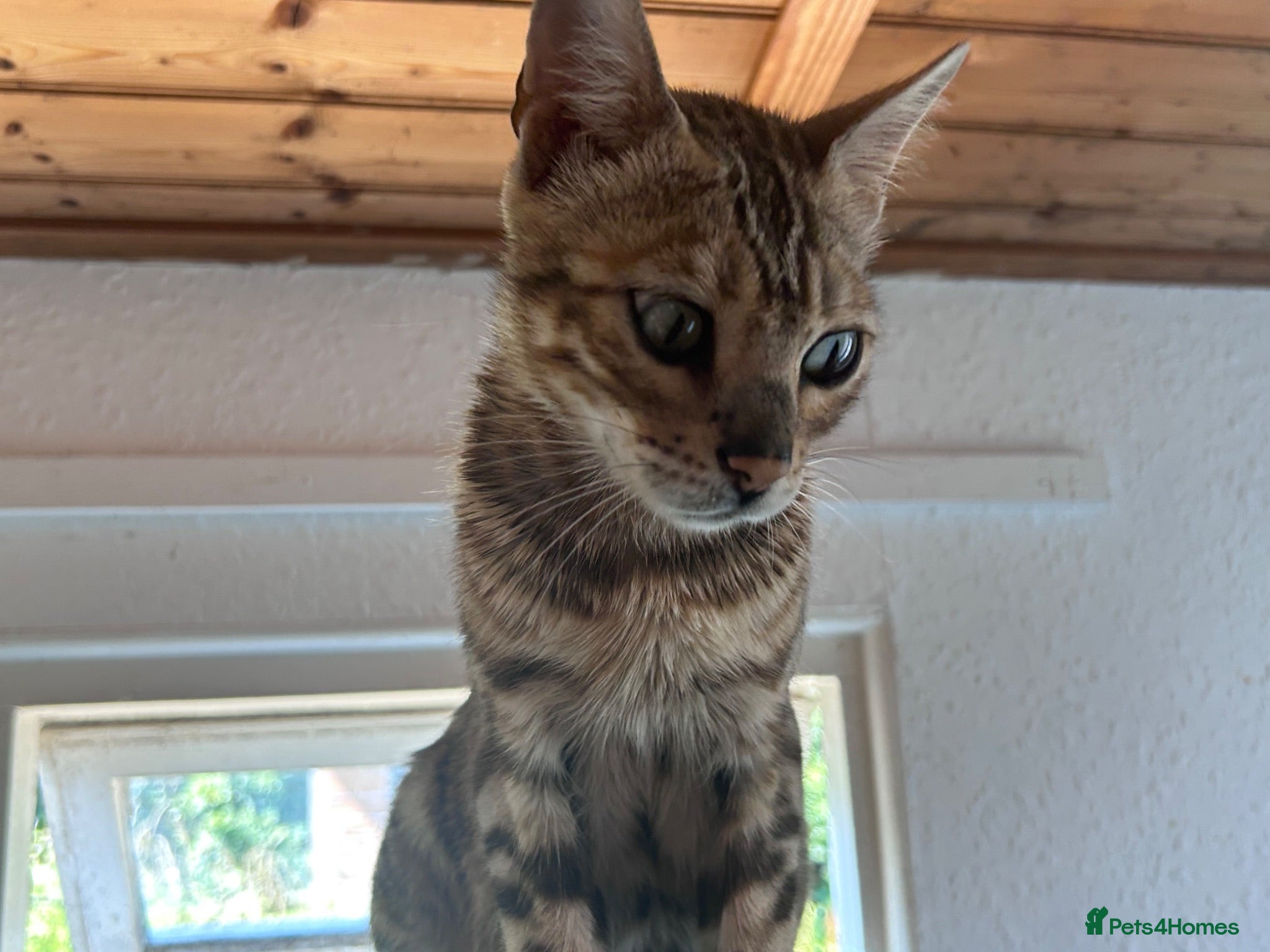 Mixed Breed cats 4 beautiful bengal cross kittens for sale  - Advert 10
