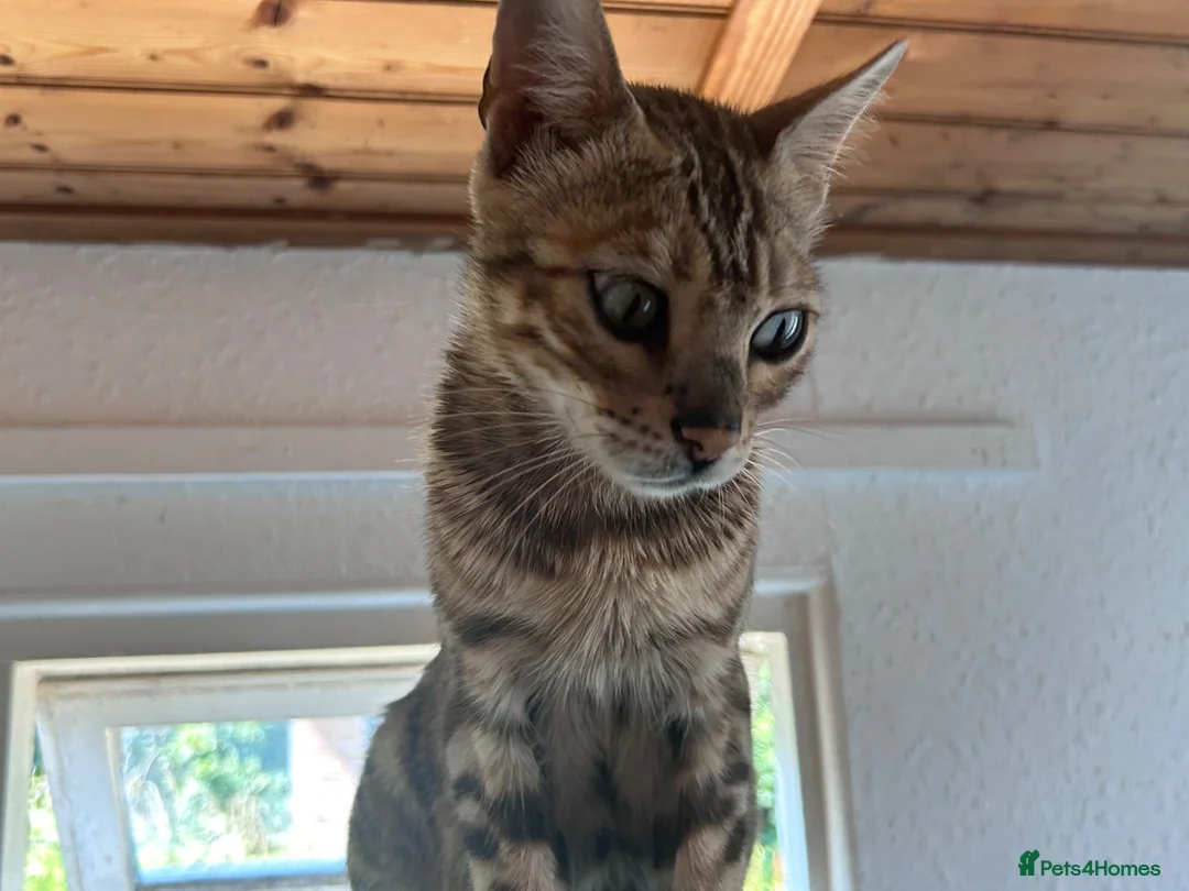 Mixed Breed cats for sale: 4 beautiful bengal cross kittens for sale  in Mablethorpe - Advert 1