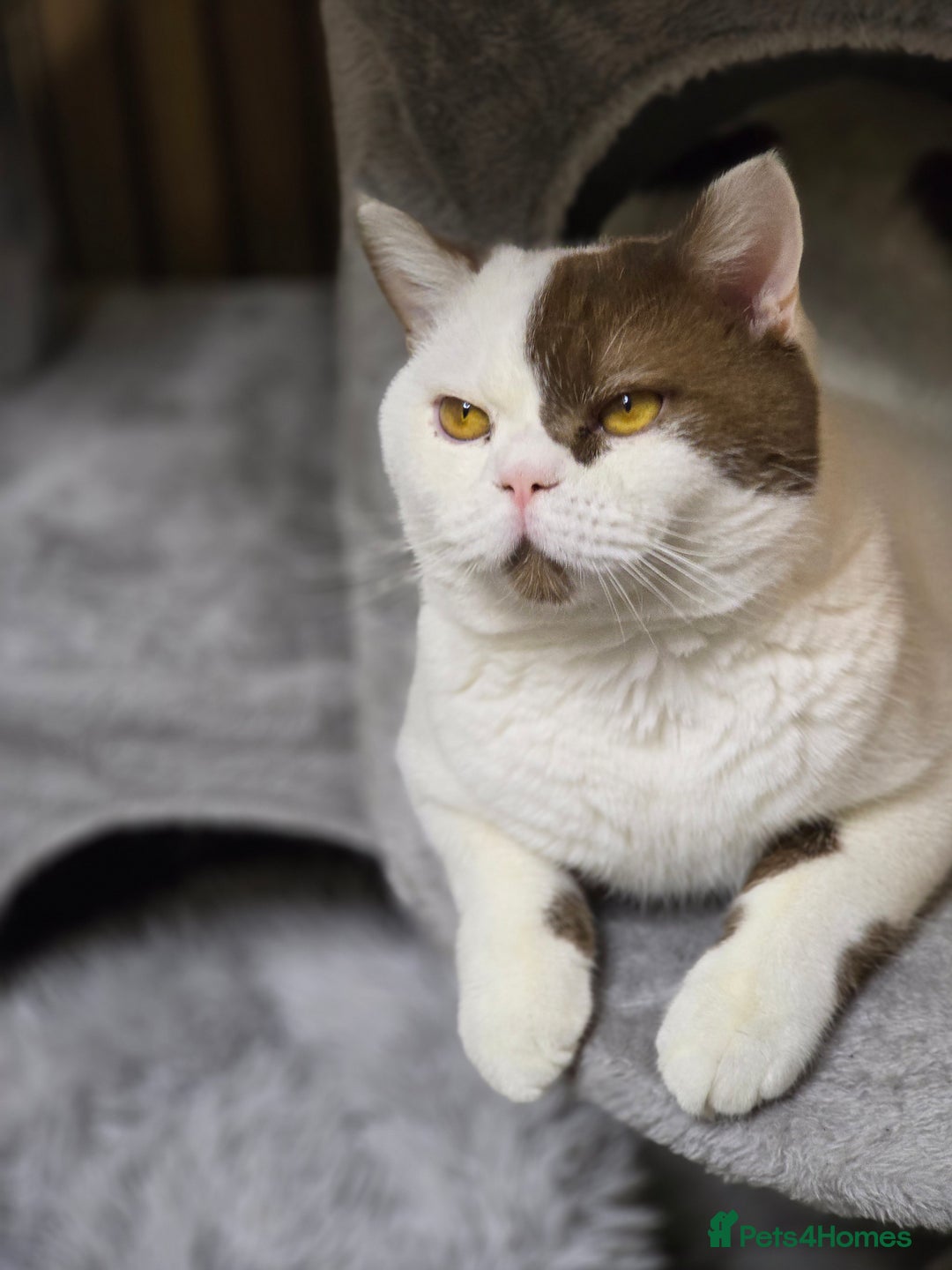 British Shorthair cats for sale: Cinnamon Harlequin Male – GCCF Active Registered - Advert 7