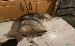Siberian Husky dogs for sale: Dwarf Siberian husky male  - Advert 2