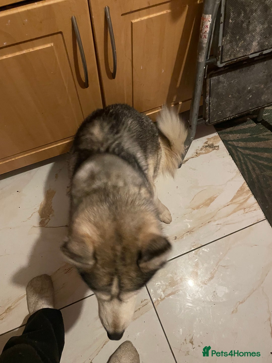 Siberian Husky dogs for sale: Dwarf Siberian husky male  - Advert 2