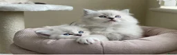 Ragdoll cats for sale: Fluffy Ragdoll kittens, 3 beautiful boys   - Advert 4
