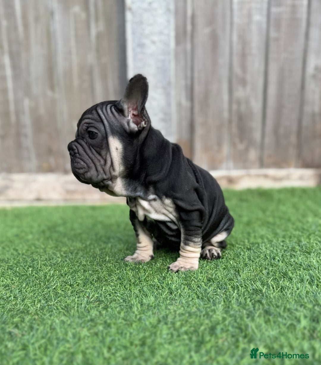 French Bulldog dogs for sale: Beautiful pups- Ready to leave 🏡 - Image 4