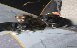 Chihuahua dogs for sale: 3 Adorable little princes chihuahua puppies - Image 4