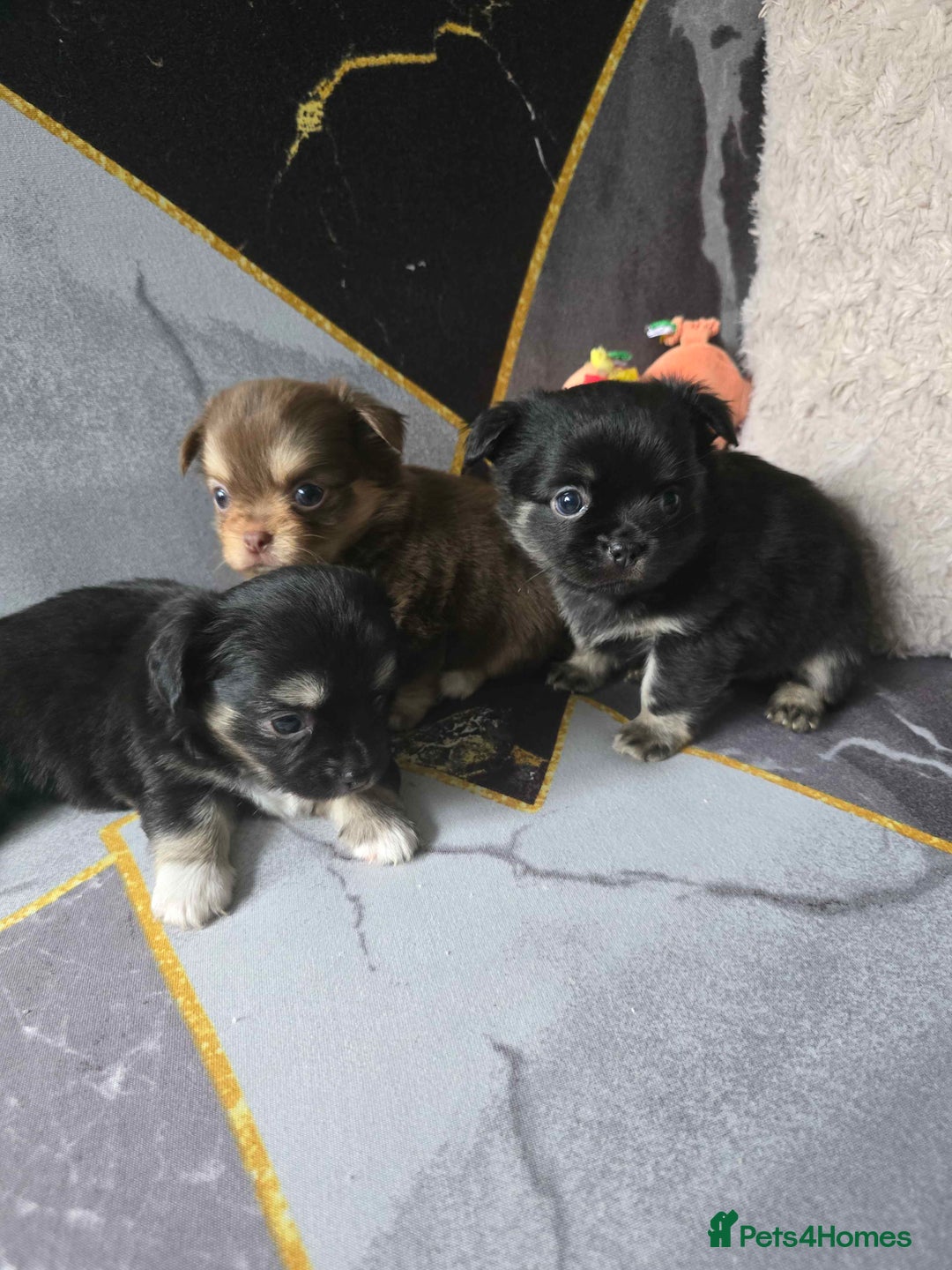 Chihuahua dogs for sale: 3 Adorable little princes chihuahua puppies - Image 4