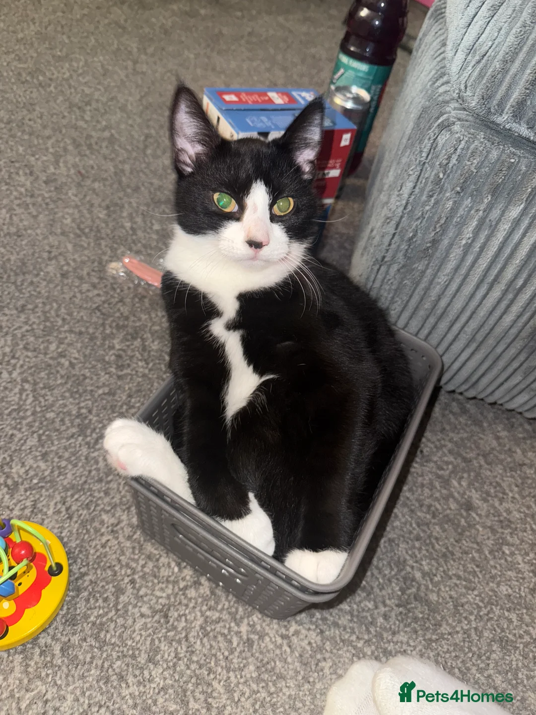 Mixed Breed cats for sale: Urgent cat needs a loving home  - Advert 2