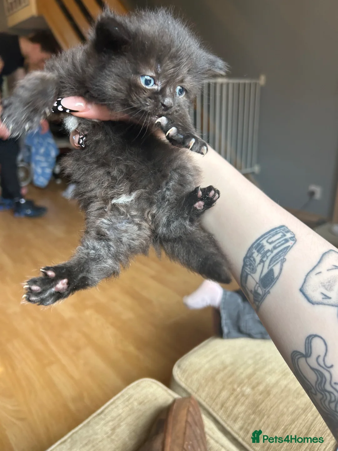 Mixed Breed cats for sale: Two fluffy black kittens - Advert 2