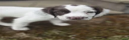 Mixed Breed dogs for sale: Beautiful springer pups in Newry - Advert 9