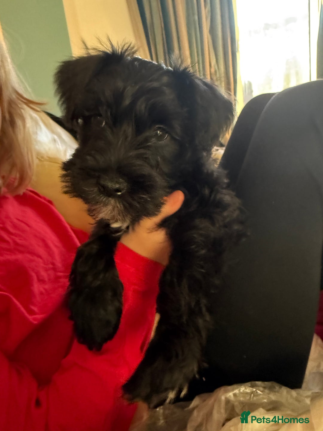 Miniature Schnauzer dogs for stud: Beautiful kc reg Black Mini Schnauzer for stud - Advert 11