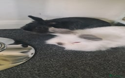 Netherland Dwarf rabbits for sale: 2x female rabbits - Image 2