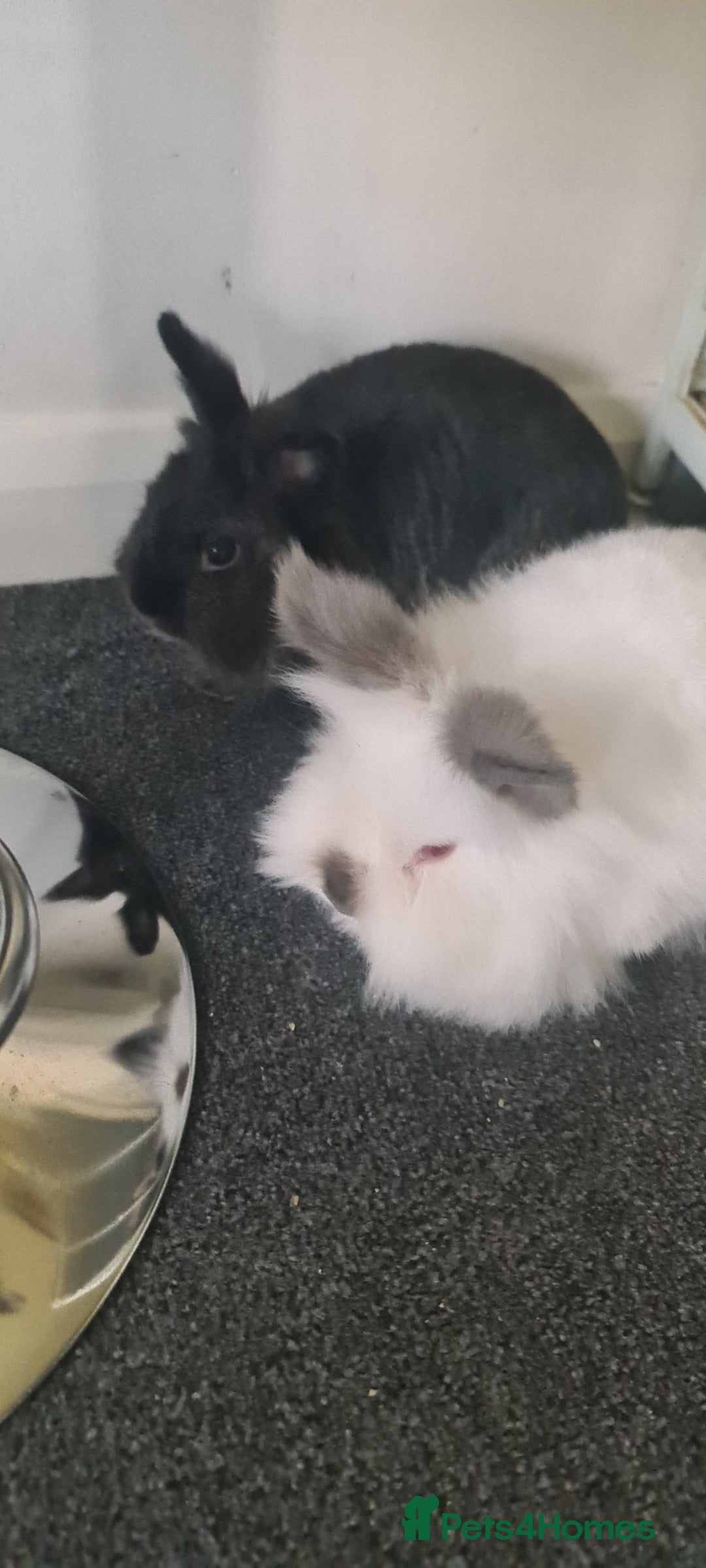 Netherland Dwarf rabbits for sale: 2x female rabbits - Image 2