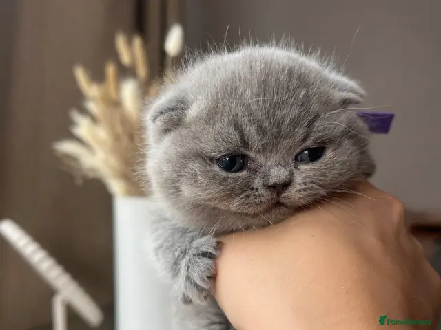 British Shorthair cats GCCF 💙 Beautiful Blue BS Kittens 3 Girls 💗 - Advert 2