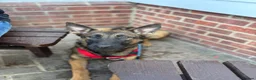 Mixed Breed dogs for sale: Security Dog for Sale  - Advert 23