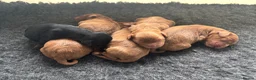 Cockapoo dogs for sale: Toy cockapoo - Advert 4