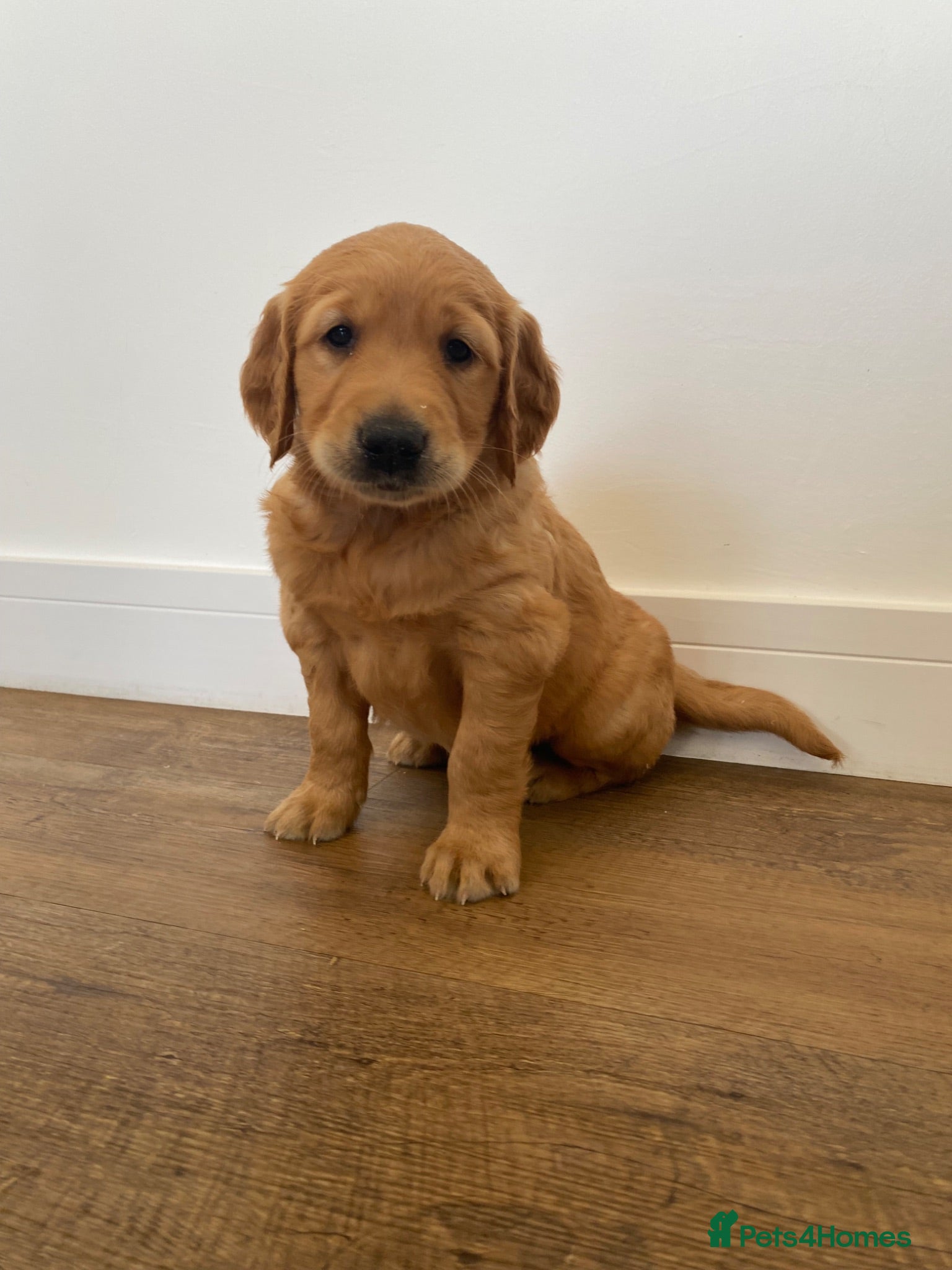 Golden Retriever dogs KC REG Golden Retriever puppies  - Advert 1
