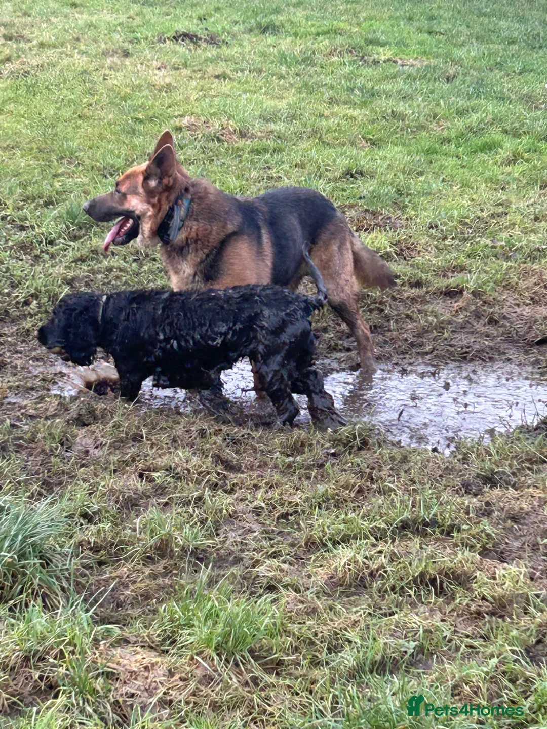 German Shepherd dogs for sale: 4 year old German Shepard  - Advert 8