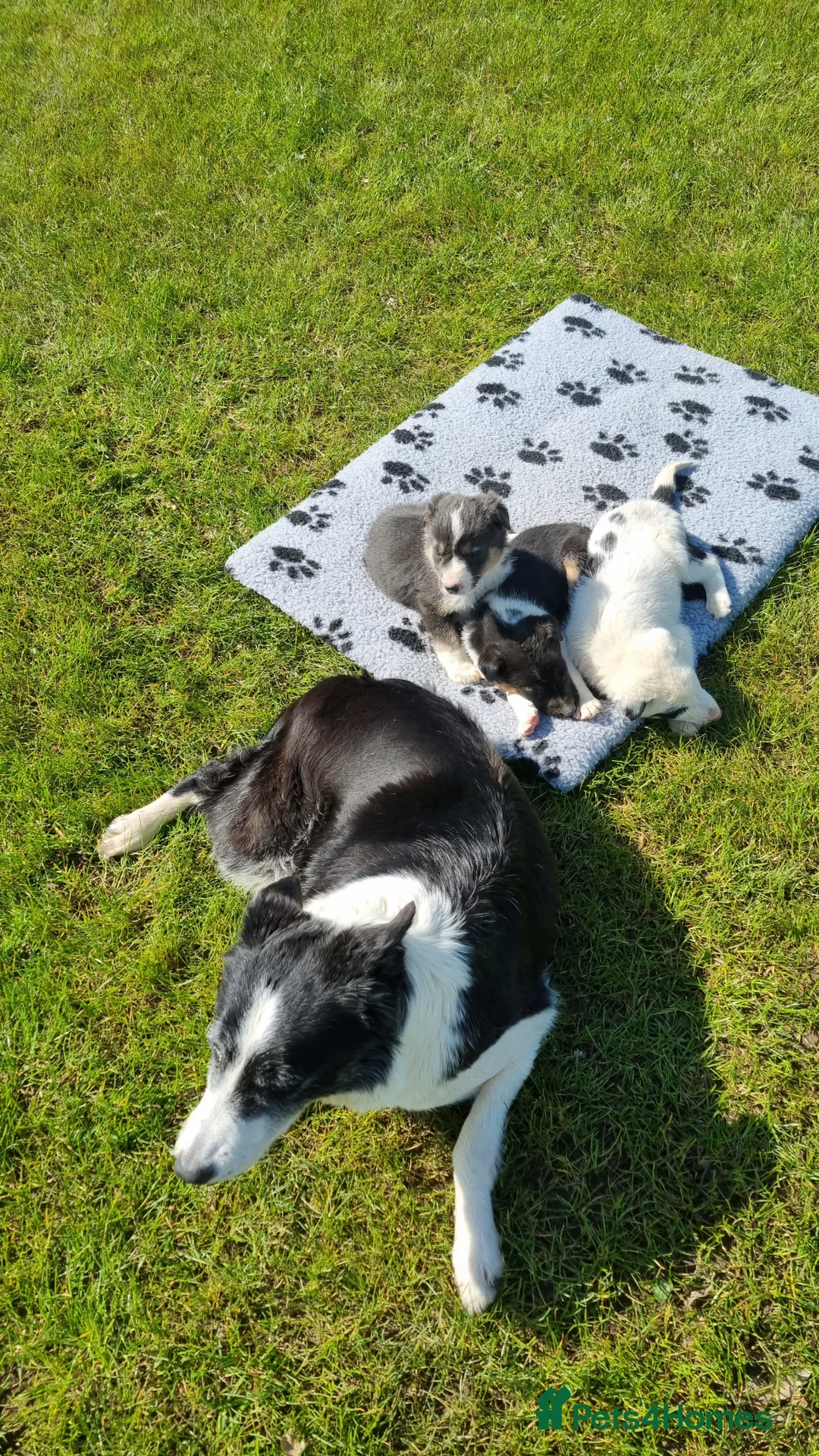 Border Collie dogs for sale: *OUTSTANDING border collies* - Advert 2