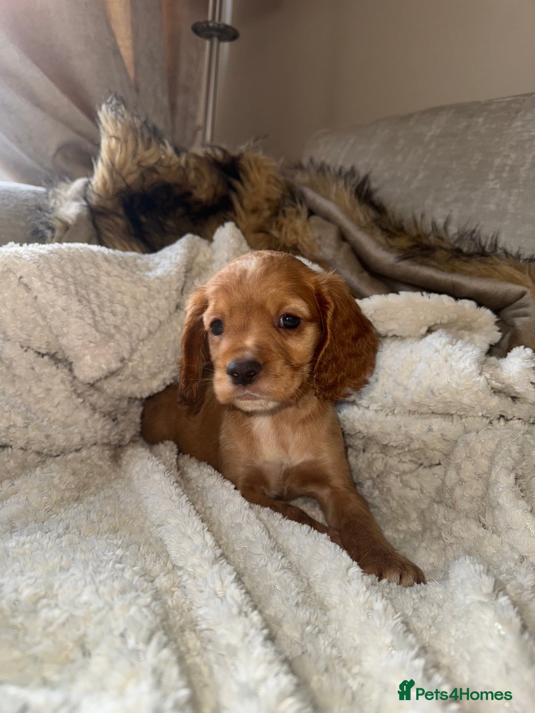 Cocker Spaniel dogs for sale: 3 Red girls looking for home  - Image 2