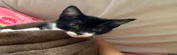 Mixed Breed cats for sale: Beautiful kitten for sale  - Advert 5