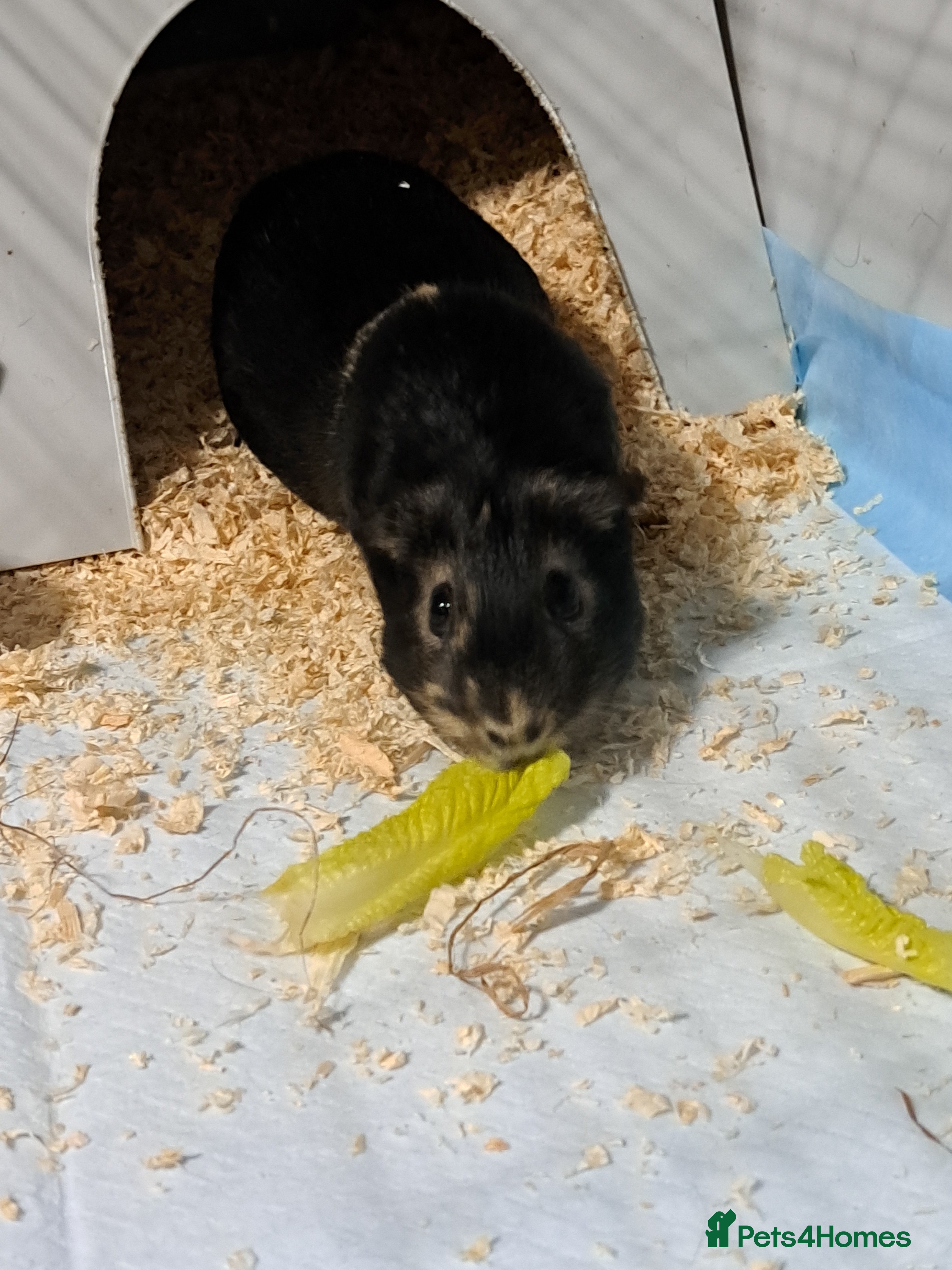 Guinea Pig rodents Guinea pig - Advert 1